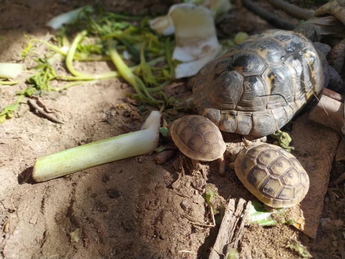 Lotus Turtle Garden Eilat Apartman Kültér fotó